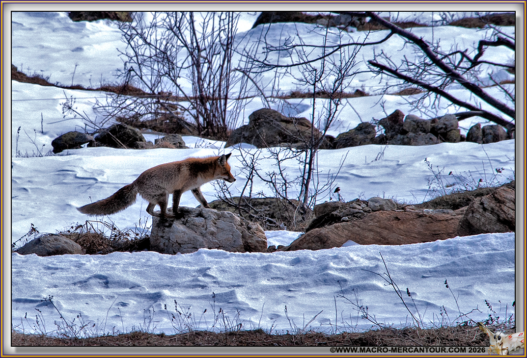 RENARD